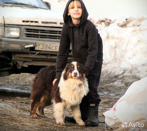 Щенки пастушьей породы, собака компаньон