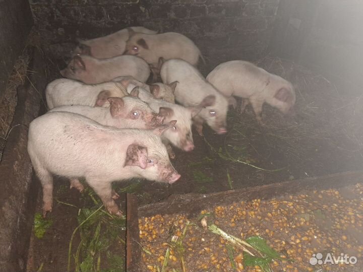 Поросята