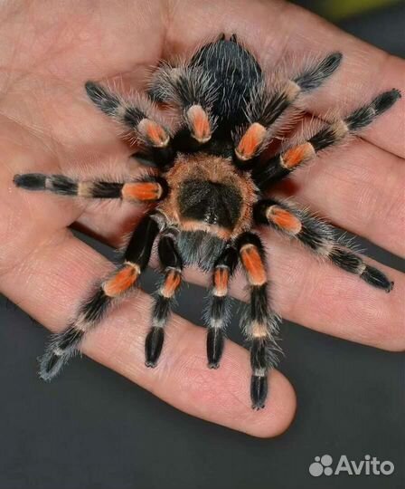 Передержка мелких животных