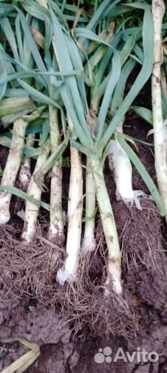 Лук порей