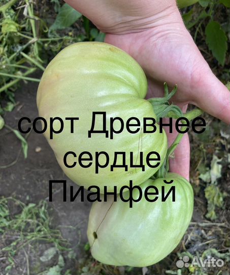 Семена из частной коллекции томатов, рассада