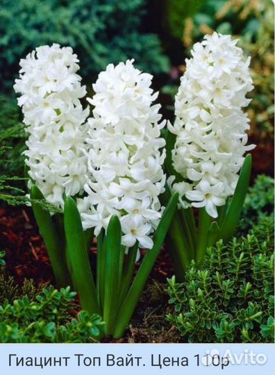 Луковицы Гиацинтов, несколько сортов