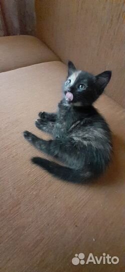 Котята отдам бесплатно