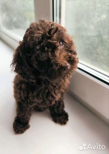 Той пупсики