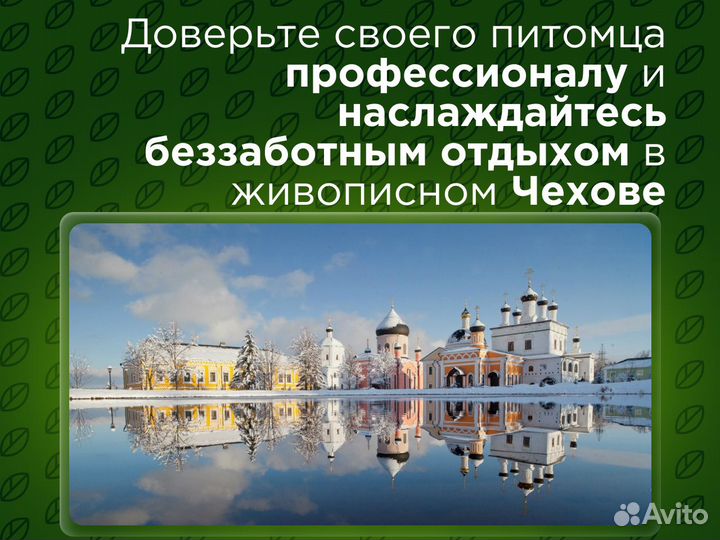 Кинолог. Профессиональный уход. Передержка