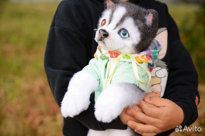 Красавчик хаски щенок