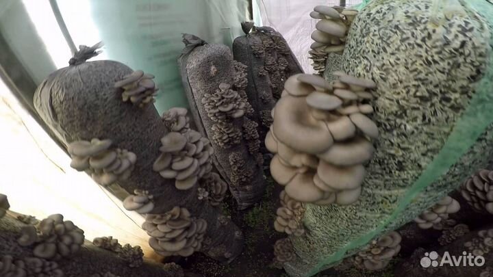 Интенсивнo плодоносит круглый год