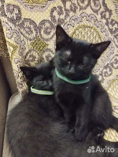 Черный котенок мальчик