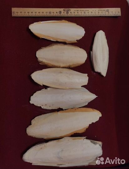 Сепия Панцирь Каракатицы