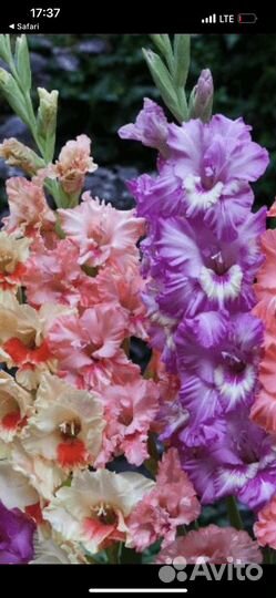 Гладиолусы букет