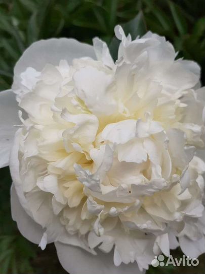 Корешки многолетних цветов