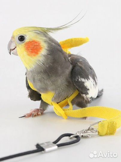 Поводок для попугаев