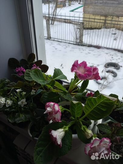 Фиалка в горшках