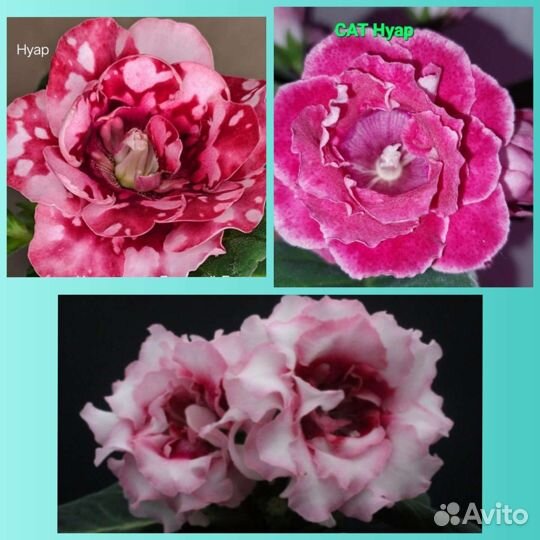 Глоксинии сортовые махровые