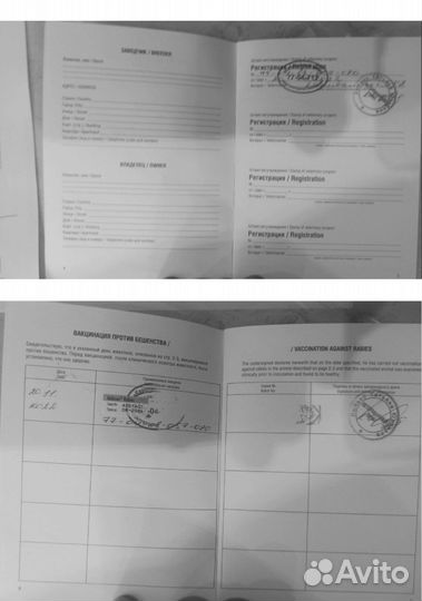 Продам корги