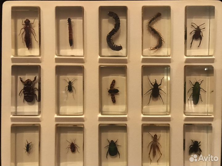 Насекомые в стекле коллекця