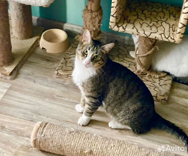Кот в дар