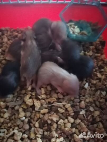 Сирийские хомячки малыши