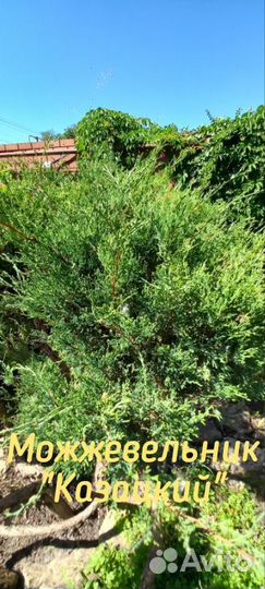 Можжевельник 