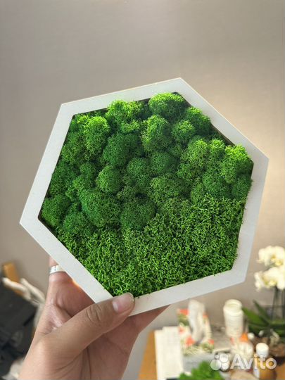 Картина из стабилизированного мха