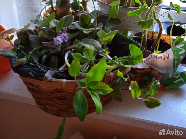 Фиалки, не доставкой, цветет