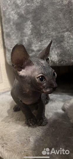 Канадский сфинкс котенок девочка