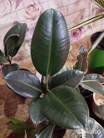 Комнатные цветы