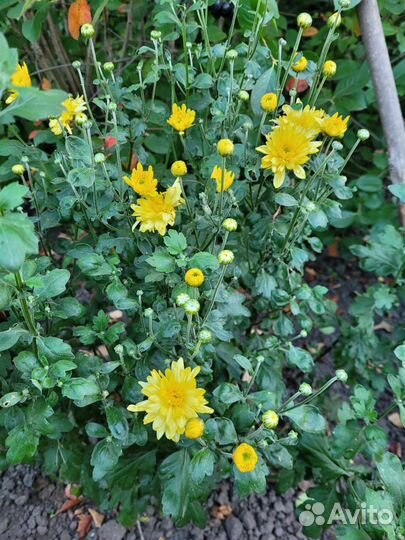 Хризантема садовая(полноценный куст)