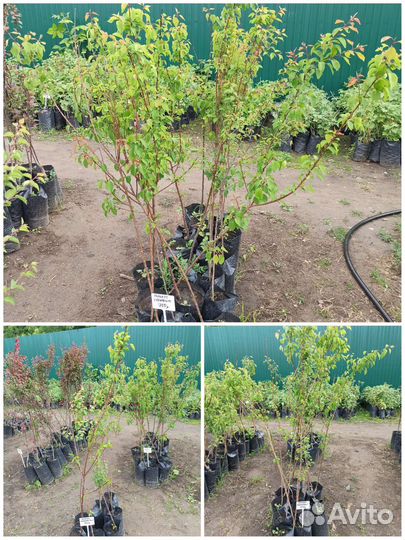 Саженцы Абрикосов, 3летки, 1,5м, зкс