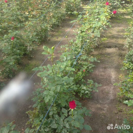 Кусты роз