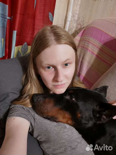 Передержка собак и других животных дома