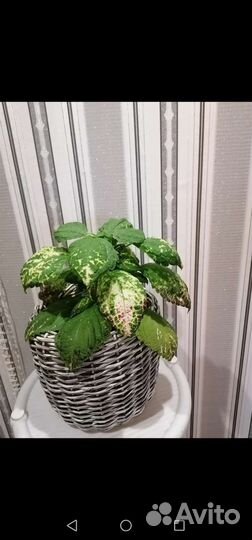 Колеусы вегетативные