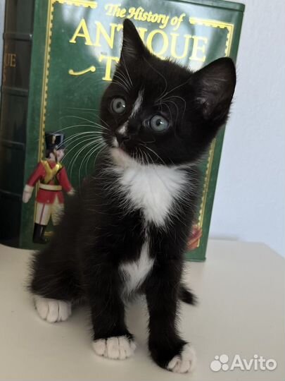 Красавчик котенок