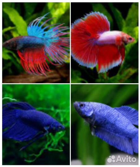Аквариумные рыбки