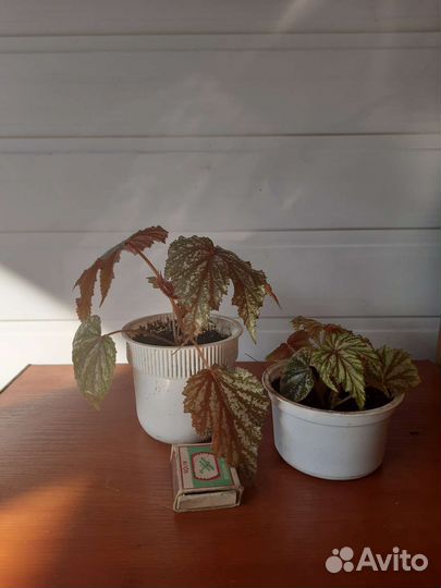 Бегония Грифон