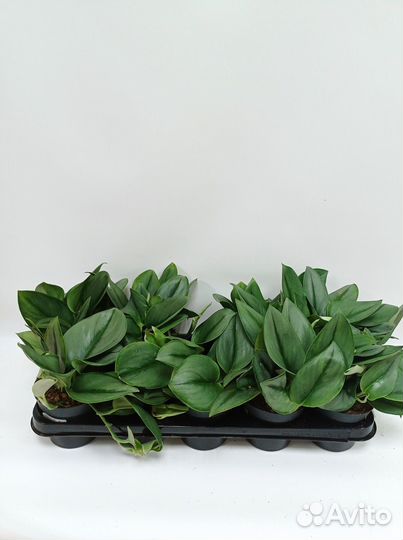 Сциндапсус Треби Мунлайт 12/25 Лунный Свет