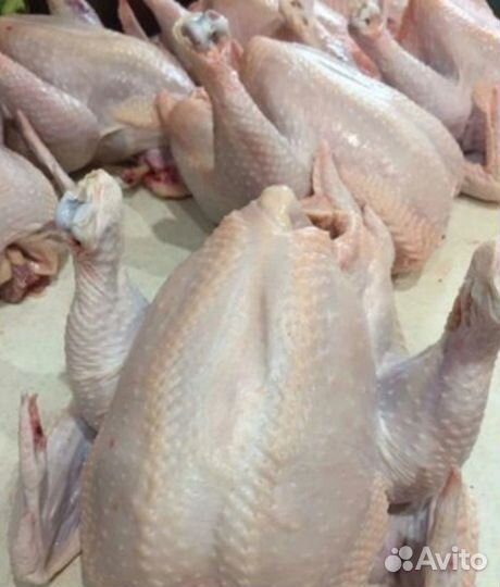 Молодой домашний бройлер