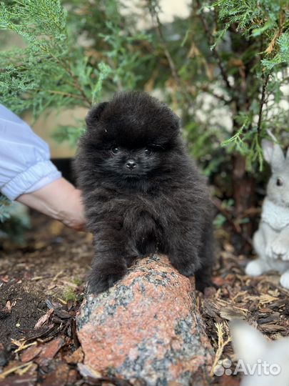 Щенки померанского шпица
