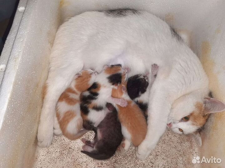 Плюшевые котята в добрые руки