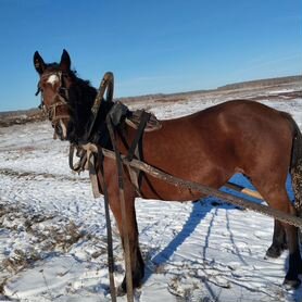 Кобыла с жеребенком