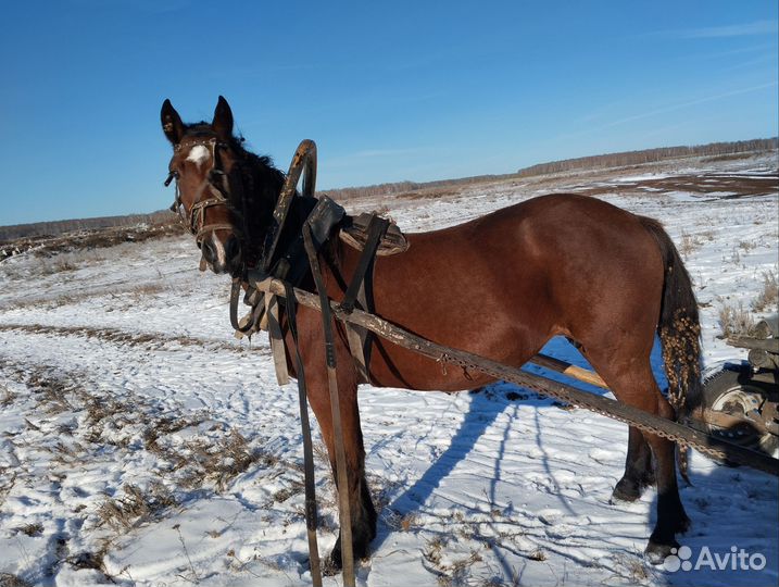 Кобыла с жеребенком