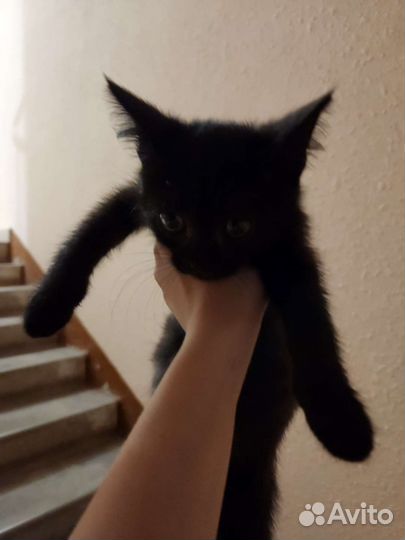 Кошка в дар бесплатно