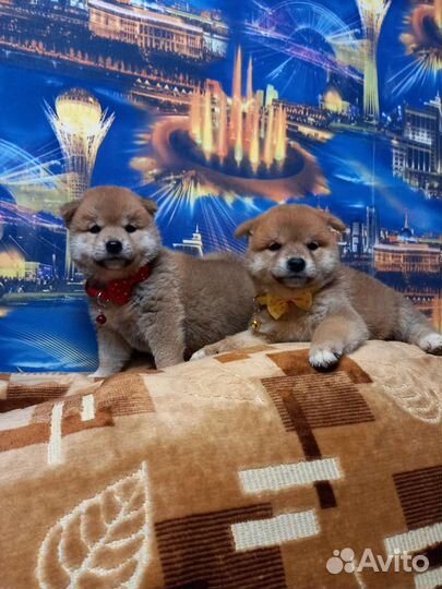 Щенки Сиба ину