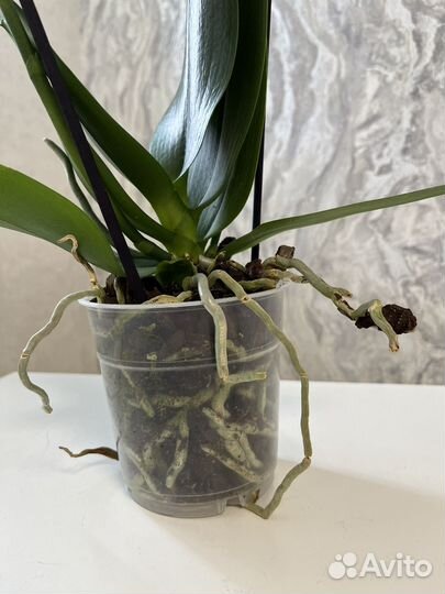 Орхидея фаленопсис