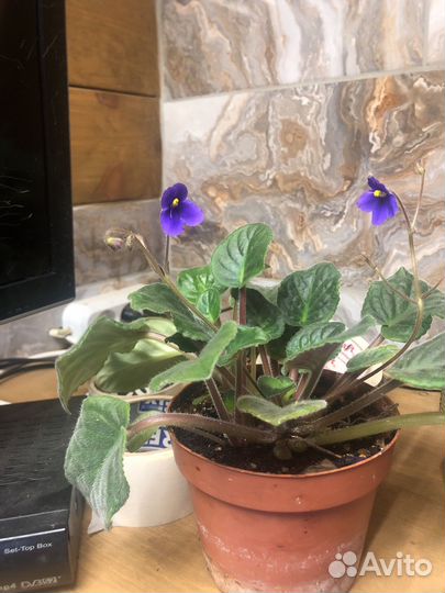 Фиалка сенполия