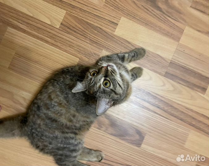 Кошка в добрые руки