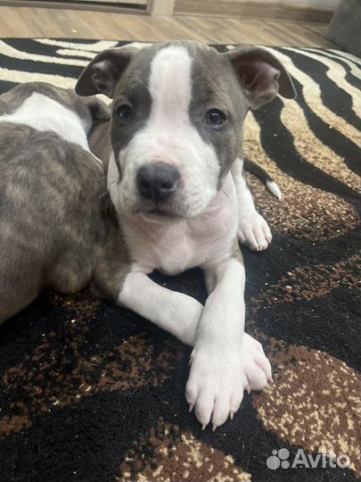 Амстафф щенки