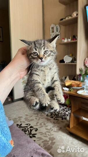 Котенок в добрые руки