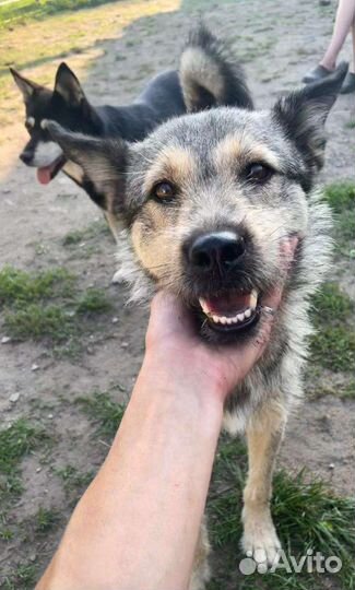 Собака ищет дом