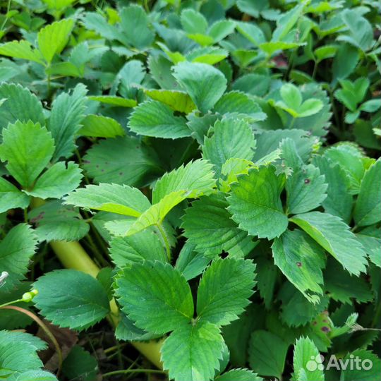 Саженцы крупной клубники земляники окс